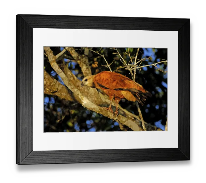 Framed Print : Black-collared Hawk (Busarellus nigricollis)