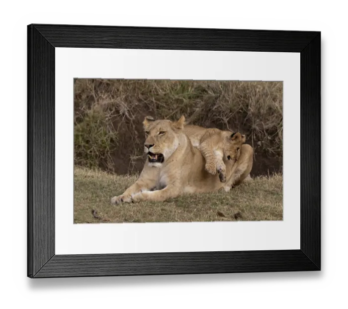Framed Print : Lions (Panthera leo), lioness, cub