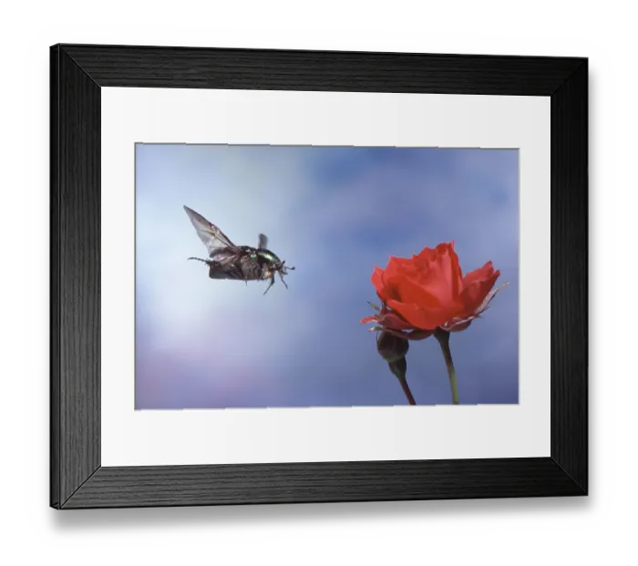 Framed Print : Rose beetle (Cetonia aurata), gold beetle
