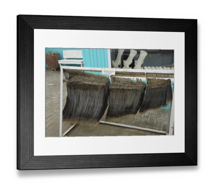 Framed Print : Baleen of a sei whale (Balaenotera boralis) Framed Print : Baleen of a sei whale (Balaenotera boralis)