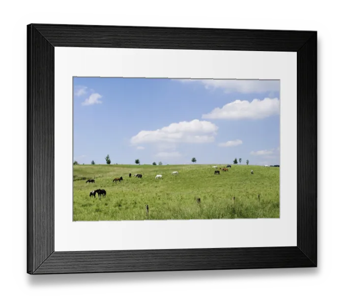Framed Print : Horses on a green meadow under a blue sky
