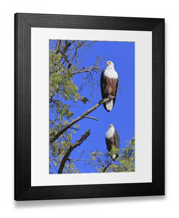 Framed Print : African fish eagle (Haliaeetus vocifer) Okavango Delta