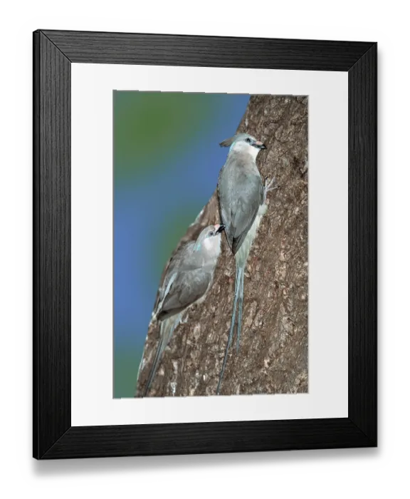 Framed Print : Blue-naped (Urocolius macrourus) Mousebirds