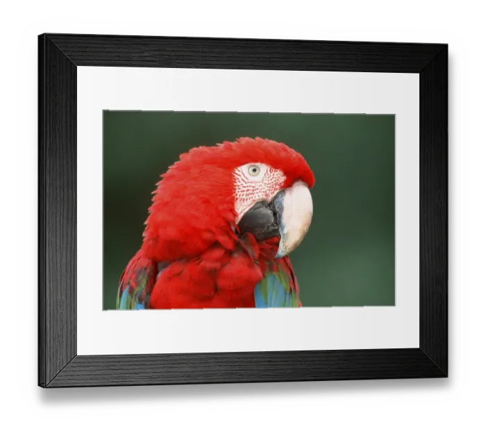 Framed Print : Green-winged Macaw (Ara chloroptera) Framed Print : Green-winged Macaw (Ara chloroptera)