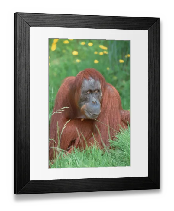 Framed Print : Sumatran orangutan, female (Pongo pygmaeus abelii)