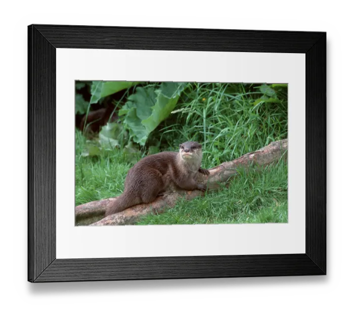 Framed Print : Asian oriental small-clawed otter (Amblonyx cinerea)