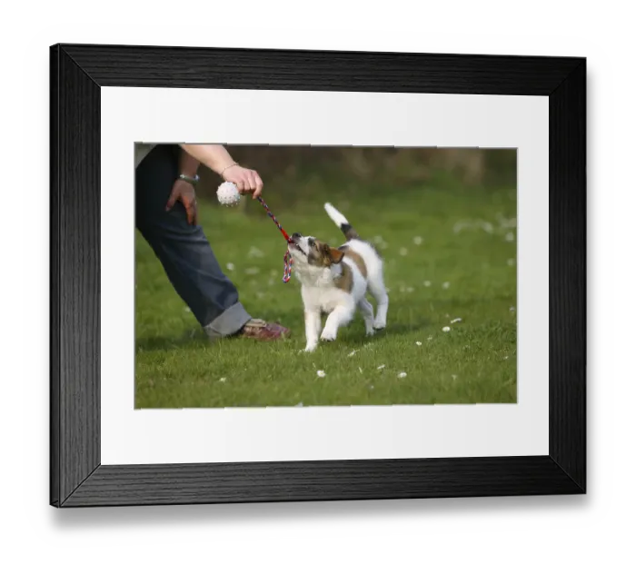 Framed Print : Kromfohrlander, puppy, 10 weeks