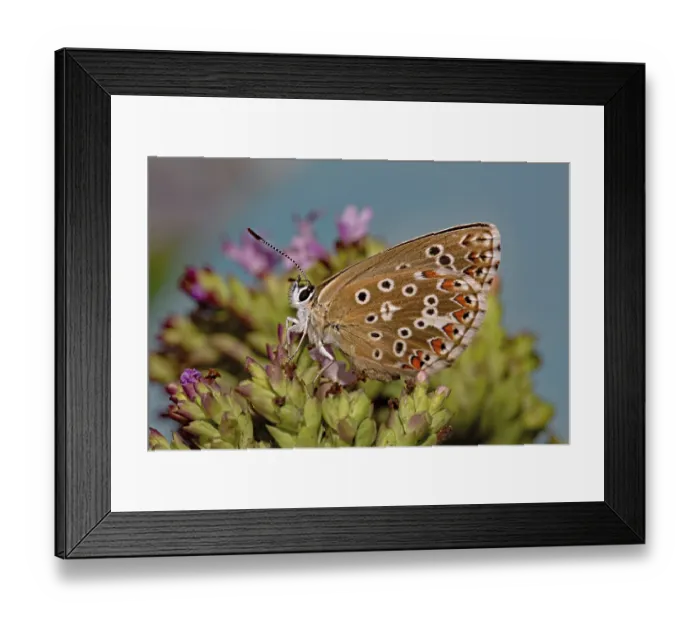Framed Print : Adonis blue (Polyommatus bellargus) Framed Print : Adonis blue (Polyommatus bellargus)