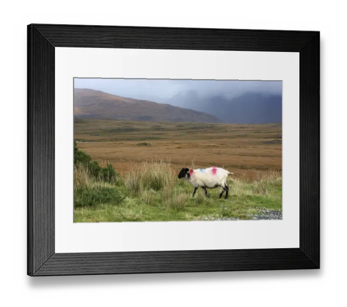 Framed Print : Sheep in Connemara National Park