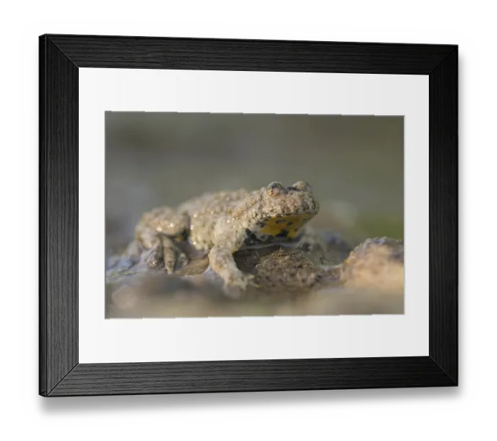 Framed Print : Yellow-bellied toad (Bombina variegata) sitting on the edge of a pond Framed Print : Yellow-bellied toad (Bombina variegata) sitting on the edge of a pond