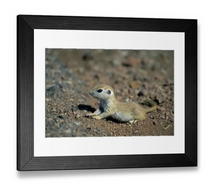 Framed Print : Round-tailed weasel, juvenile, Citellus tereticaudus Framed Print : Round-tailed weasel, juvenile, Citellus tereticaudus