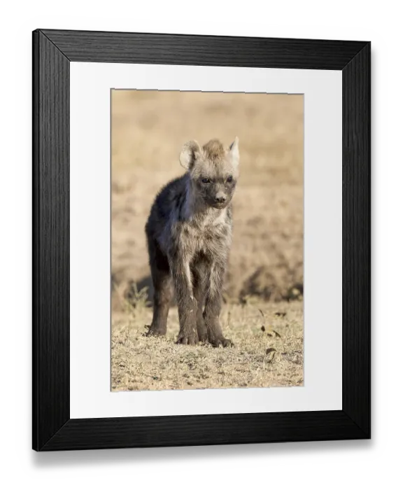 Framed Print : Spotted hyena (Crocuta crocuta)