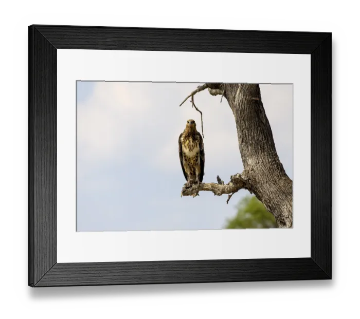 Framed Print : African fish eagle (Haliaeetus vocifer)