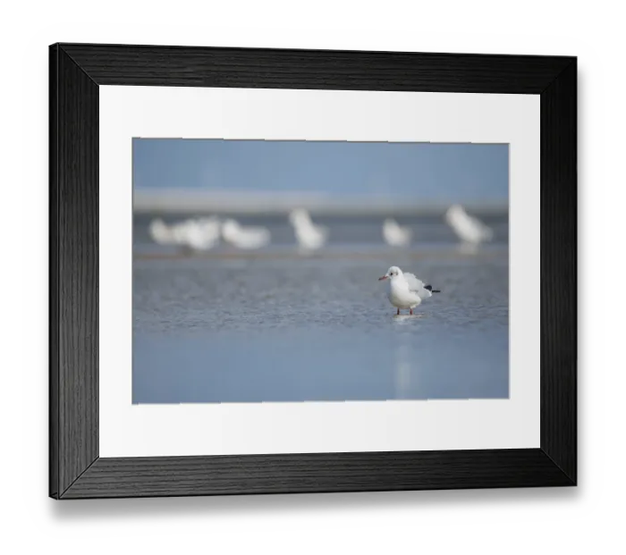 Framed Print : Black-headed gull (Larus ridibundus) Framed Print : Black-headed gull (Larus ridibundus)