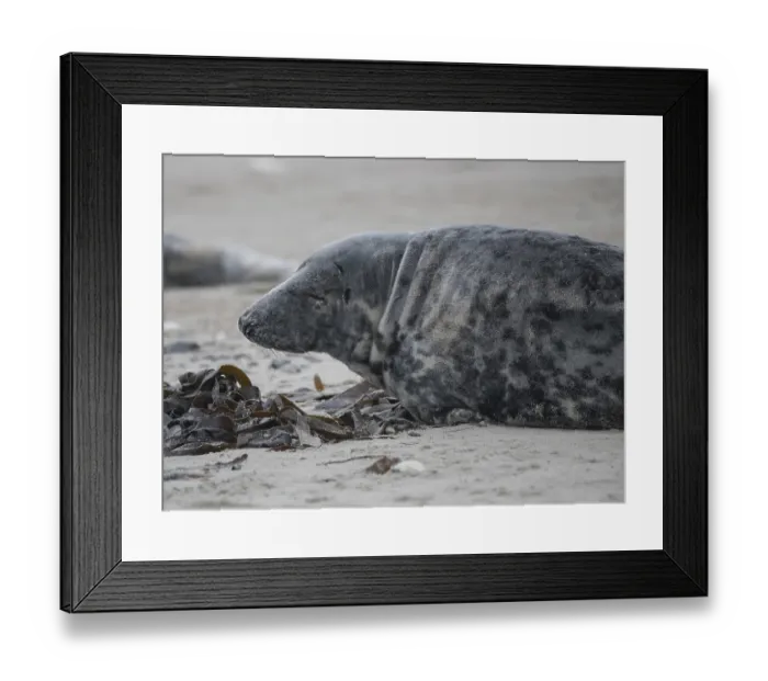 Framed Print : Grey seal (Halichoerus grypus)
