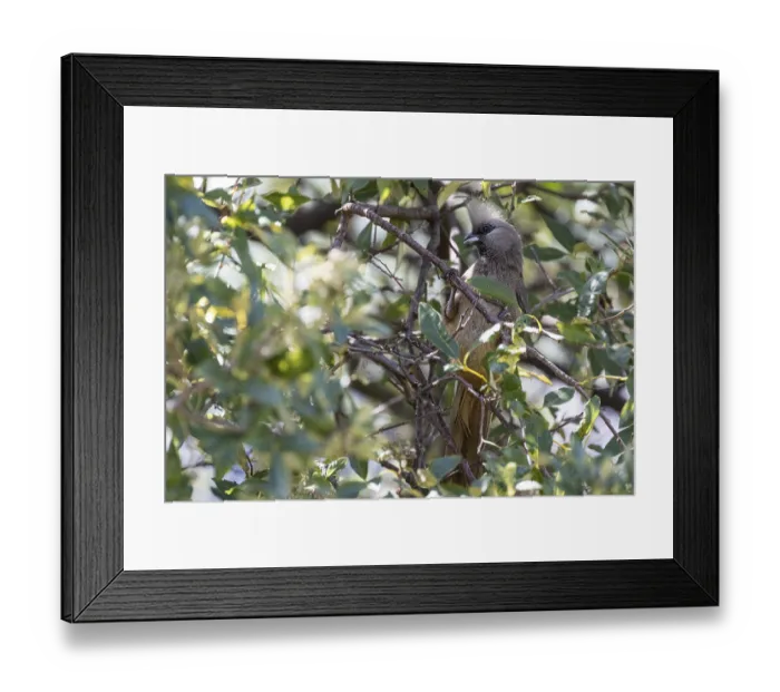 Framed Print : White-headed Mousebird (Colius leucocephalus)
