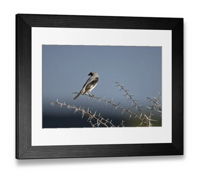 Framed Print : Lesser grey shrike (Lanius minor)