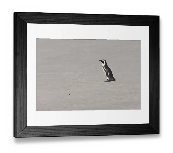 Framed Print : African penguin or Black-footed penguin (Spheniscus demersus) at the Boulders Colony