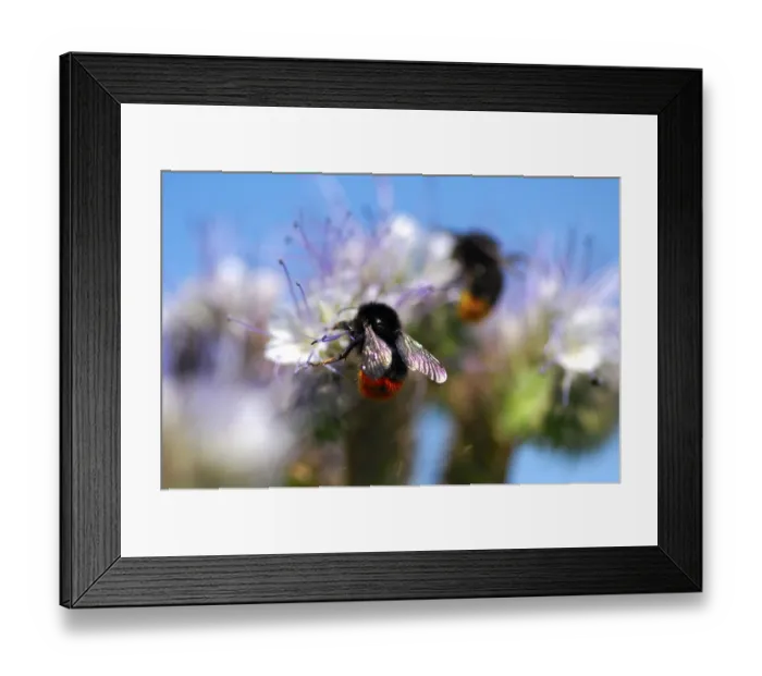 Framed Print : A red-tailed bumble bee sitting on a Phacelia