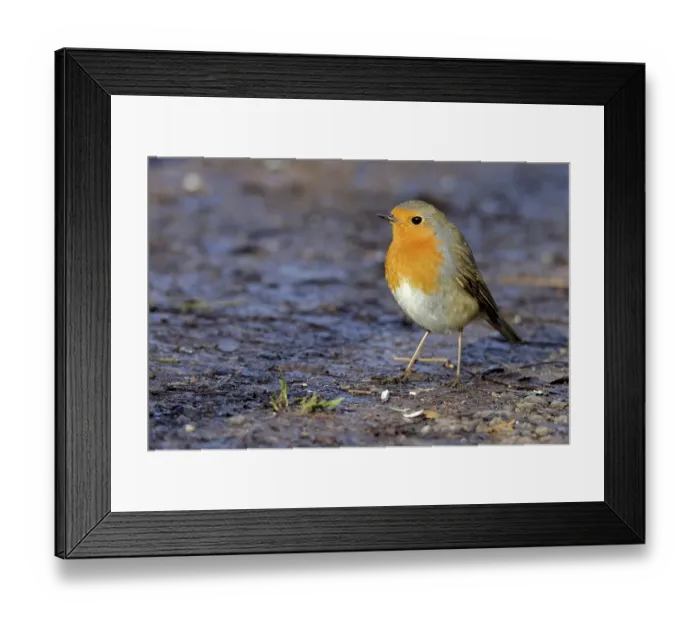 Framed Print : redbreast