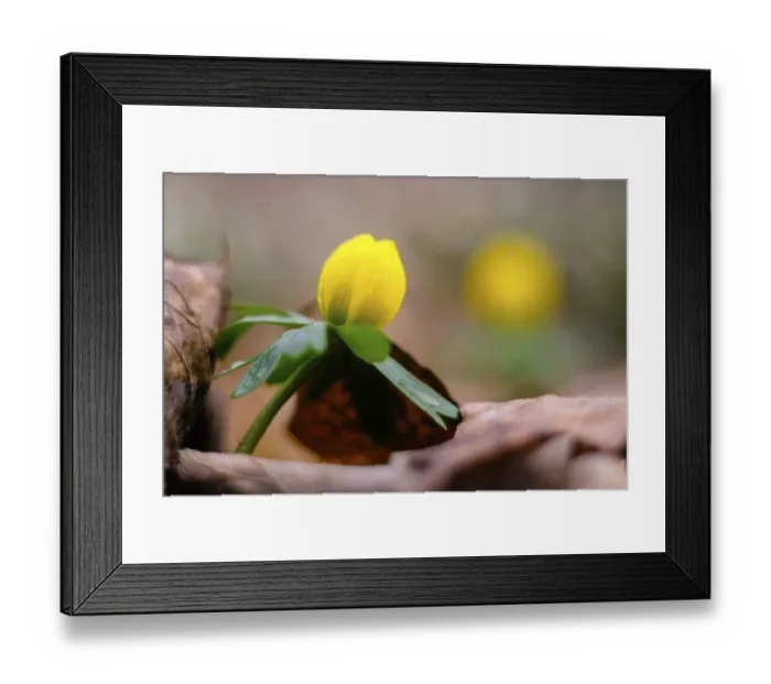 Framed Print : Spring messengers Early bloomers Winter bulbs Framed Print : Spring messengers Early bloomers Winter bulbs