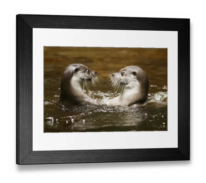 Framed Print : European otter (Lutra lutra) Framed Print : European otter (Lutra lutra)