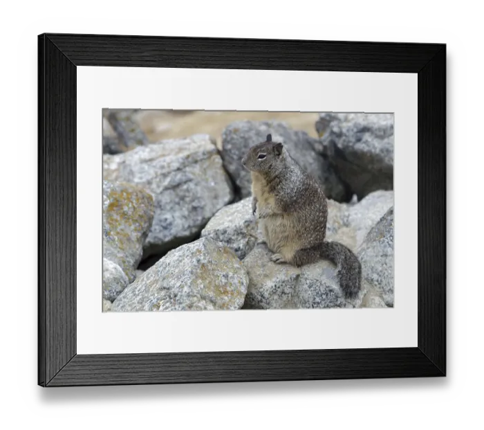 Framed Print : California Ground Squirrel (Otospermophilus beecheyi)