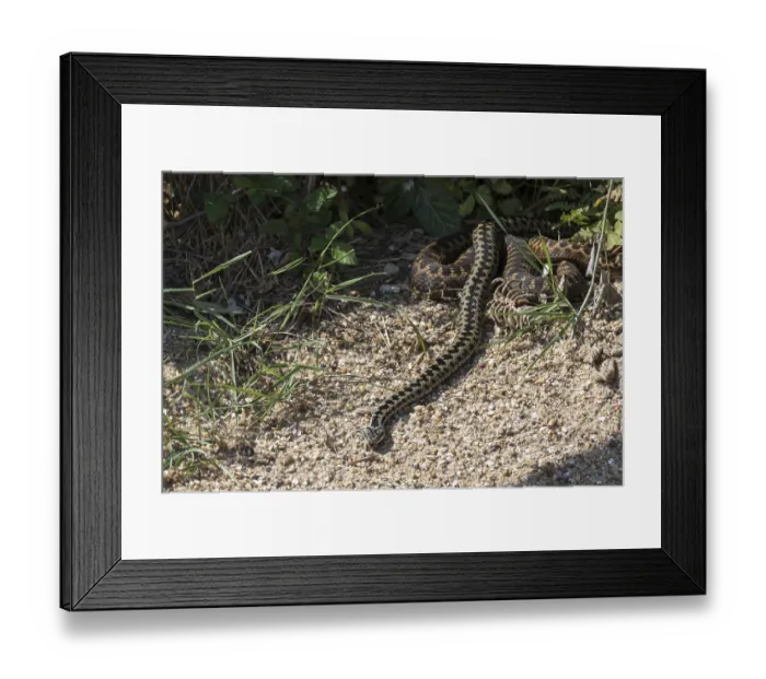 Framed Print : Common European Adder (Vipera berus) on the move