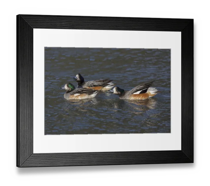 Framed Print : Chiloe Wigeon (anas sibilatrix)