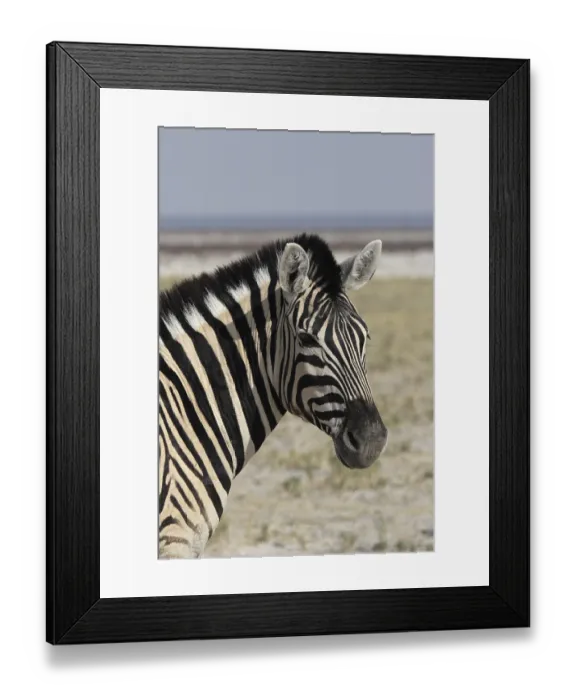 Framed Print : Portrait of a Plains Zebra (Equus quagga) in the Etosha National Park Framed Print : Portrait of a Plains Zebra (Equus quagga) in the Etosha National Park
