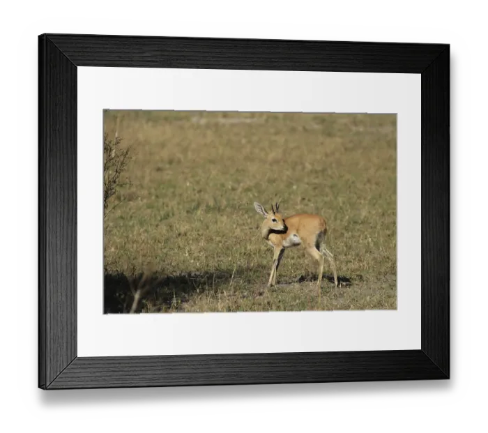 Framed Print : Steenbok (Raphicerus campestris) in the Okavango Delta