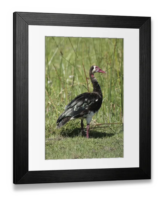 Framed Print : Spur-winged Goose (Plectropterus gambensis) in the Okavango Delta Botswana Framed Print : Spur-winged Goose (Plectropterus gambensis) in the Okavango Delta Botswana