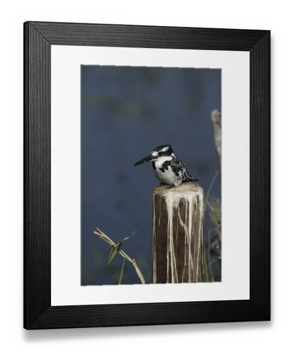 Framed Print : Pied kingfisher (Ceryle rudis) in the Okavango Delta