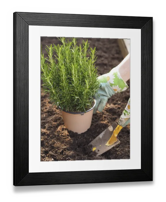 Framed Print : Gardening, man planting organic rosemary in his garden Framed Print : Gardening, man planting organic rosemary in his garden