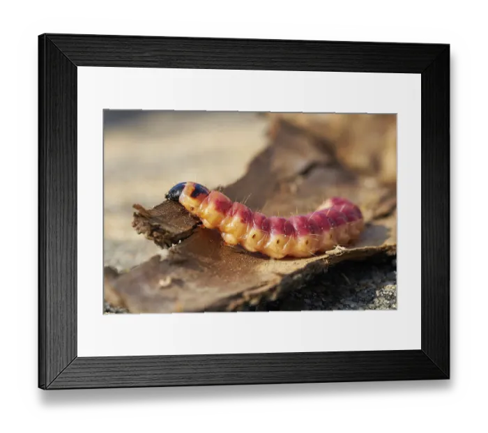 Framed Print : Caterpillar of a goat moth (Cossus Cossus) on the bark of a tree