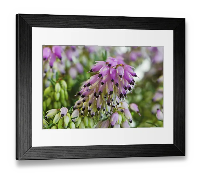 Framed Print : Macro of blossoms (erica carnea) from a winter-flowering heather plant