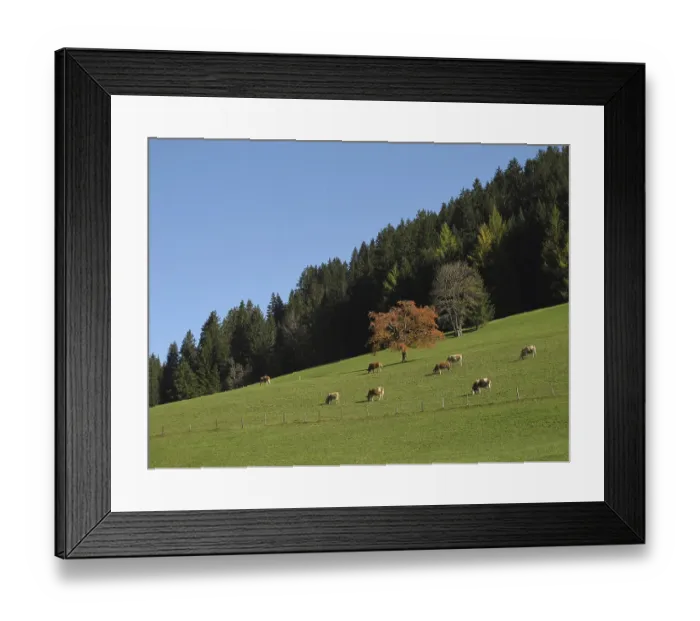 Framed Print : Grazing Cows In The Autumn