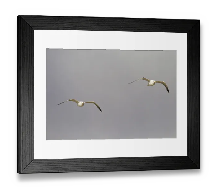 Framed Print : Lesser Black-backed Gull Framed Print : Lesser Black-backed Gull