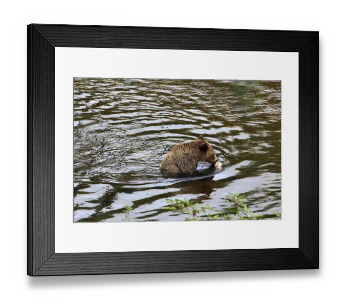 Framed Print : Grizzly bear in Knight Inlet in Canada Framed Print : Grizzly bear in Knight Inlet in Canada