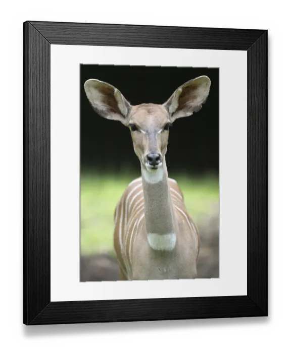 Framed Print : Females Framed Print : Females