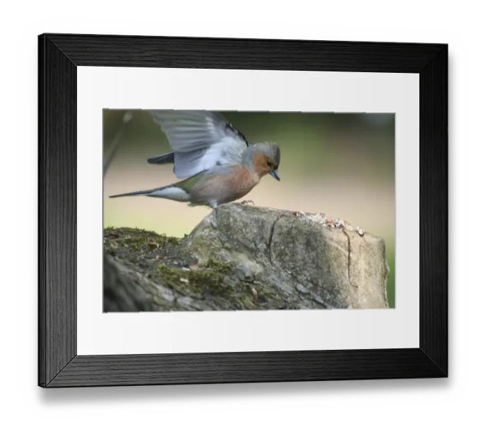 Framed Print : Male chaffinch landing on a tree stump