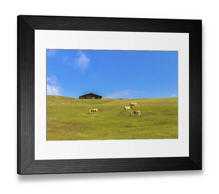 Framed Print : Haflinger horses on the Seiser Alm Framed Print : Haflinger horses on the Seiser Alm