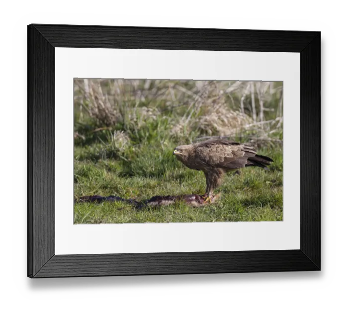 Framed Print : Lesser spotted eagle, Aquila pomarina Framed Print : Lesser spotted eagle, Aquila pomarina