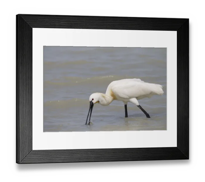 Framed Print : Loeffler, Platalea leucorodia, Eurasian Spoonbill Framed Print : Loeffler, Platalea leucorodia, Eurasian Spoonbill
