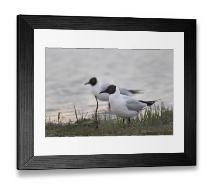 Framed Print : Black-headed gull, Chroicocephalus ridibundus