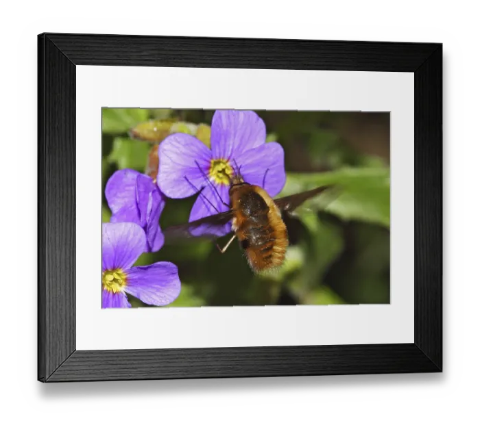 Framed Print : Large bee fly, Bombylius major, bee fly Framed Print : Large bee fly, Bombylius major, bee fly
