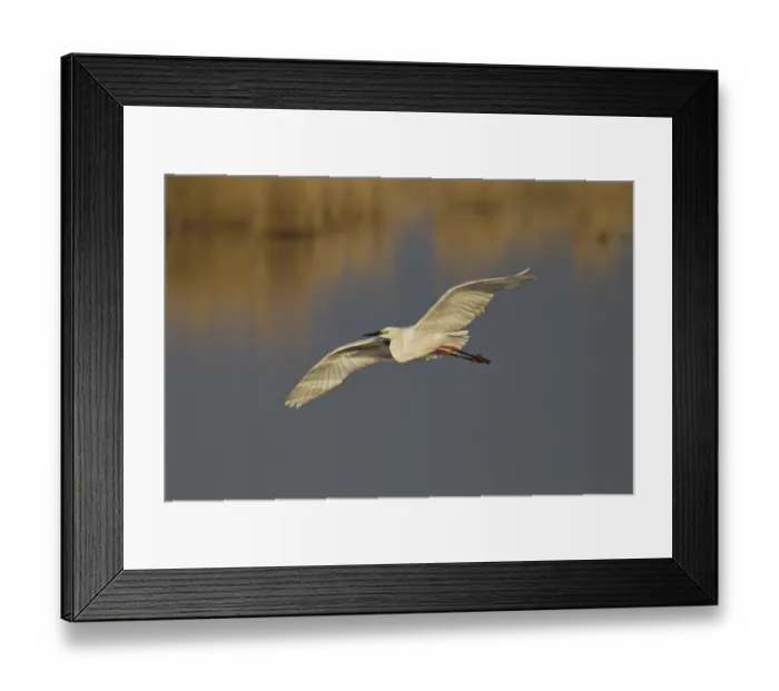 Framed Print : Great Egret, Ardea alba, great egret