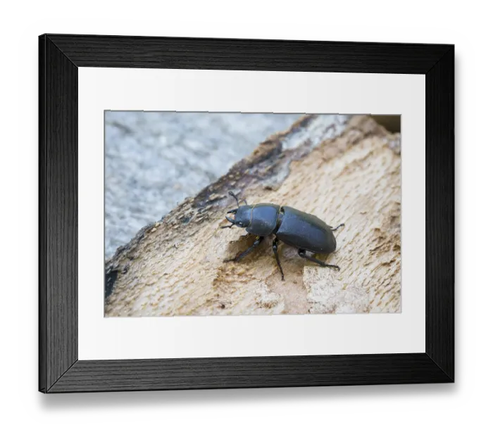 Framed Print : Balkenschroeter, lesser stag beetle