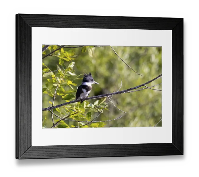 Framed Print : The belted kingfisher (Megaceryle alcyon) Migration bird native to North America Framed Print : The belted kingfisher (Megaceryle alcyon) Migration bird native to North America