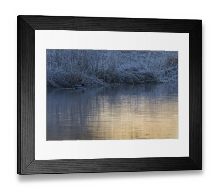 Framed Print : A male mallard duck swims at dawn on the Saxon Saale